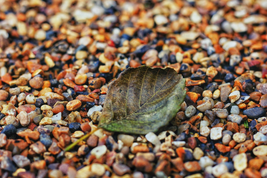 Photo turtle ai