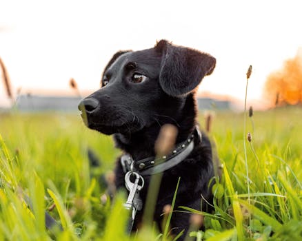 Beyond DNA: How Your Pet’s World Rewrites Their Genetic Story