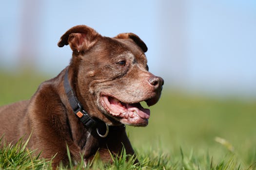 Unlocking the Mysteries: When Your Pet’s Behavior Shifts with Age
