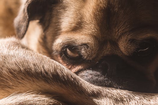 When Your Fuzzball Feels Your Feels: Unpacking the Emotional Spillover Effect in Pets Behavior Science