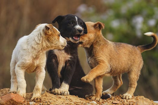 When Your Living Room Resembles a Furry United Nations: Mastering Social Hierarchy in Multi-Pet Households